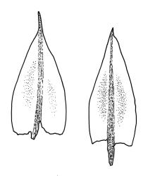 Bryum dichotomum, leaves.  Drawn from K.W. Allison 1115, CHR 577449, K.W. Allison 1116, CHR 578250, and M.J.A. Simpson 4690, CHR 161567.
 Image: R.C. Wagstaff © Landcare Research 2015 